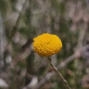 Leptorhynchos squamatus subsp. squamatus at Carwoola, NSW - 26 Oct 2023