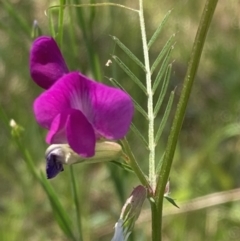 Vicia sativa (Common Vetch) at Glenroy, NSW - 11 Oct 2023 by AnneG1