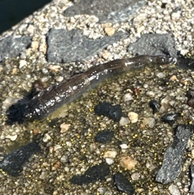 Unidentified Leech (Hirudinea) at Belconnen, ACT - 26 Oct 2023 by lbradley