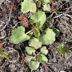 Centella asiatica (Pennywort, Centella, Indian Pennywort) at Bendoura, NSW - 25 Oct 2023 by JaneR