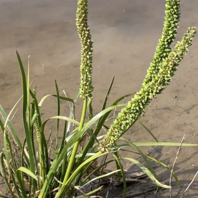 Cycnogeton procerum (Nareli, Swamp Arrowgrass) at Bendoura, NSW - 25 Oct 2023 by JaneR