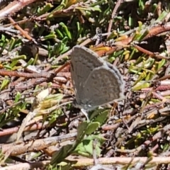 Zizina otis (Common Grass-Blue) at Carwoola, NSW - 26 Oct 2023 by Csteele4