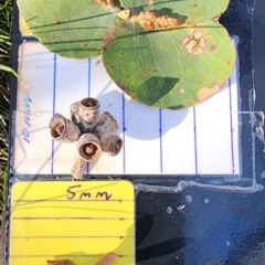 Eucalyptus goniocalyx subsp. goniocalyx (Long-leaved Box) at Macarthur, ACT - 27 Oct 2023 by Steve818