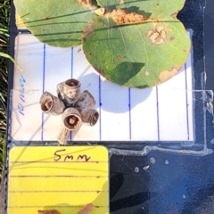 Eucalyptus goniocalyx subsp. goniocalyx (Long-leaved Box) at Macarthur, ACT - 26 Oct 2023 by Steve818