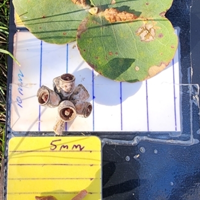 Eucalyptus goniocalyx subsp. goniocalyx (Long-leaved Box) at Macarthur, ACT - 27 Oct 2023 by Steve818