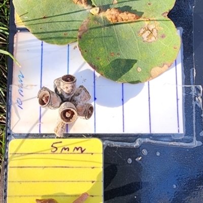 Eucalyptus goniocalyx subsp. goniocalyx (Long-leaved Box) at Macarthur, ACT - 26 Oct 2023 by Steve818