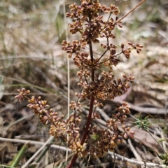 Lomandra multiflora (Many-flowered Matrush) at Stony Creek Nature Reserve - 26 Oct 2023 by Csteele4
