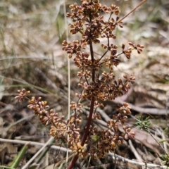 Lomandra multiflora (Many-flowered Matrush) at Carwoola, NSW - 26 Oct 2023 by Csteele4