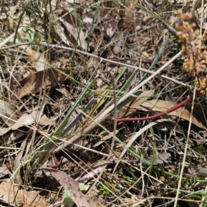 Lomandra multiflora at Carwoola, NSW - 26 Oct 2023