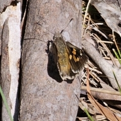 Trapezites phigalia at Carwoola, NSW - 26 Oct 2023