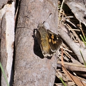 Trapezites phigalia at Carwoola, NSW - 26 Oct 2023