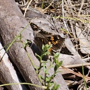 Trapezites phigalia at Carwoola, NSW - 26 Oct 2023