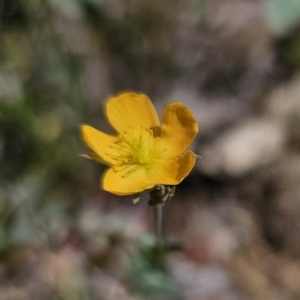 Hypericum gramineum at Carwoola, NSW - 26 Oct 2023