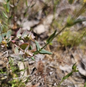 Hypericum gramineum at Carwoola, NSW - 26 Oct 2023