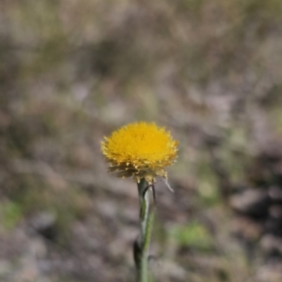 Coronidium scorpioides (Button Everlasting) at Carwoola, NSW - 26 Oct 2023 by Csteele4