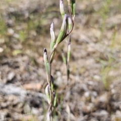 Thelymitra (Genus) (Sun Orchid) at Stony Creek Nature Reserve - 26 Oct 2023 by Csteele4