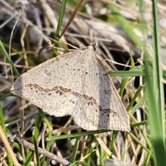 Taxeotis stereospila (Oval-spot Taxeotis (Oenochrominae) at Stony Creek Nature Reserve - 26 Oct 2023 by Csteele4