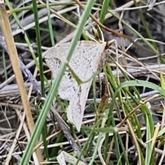 Taxeotis stereospila at Carwoola, NSW - 26 Oct 2023