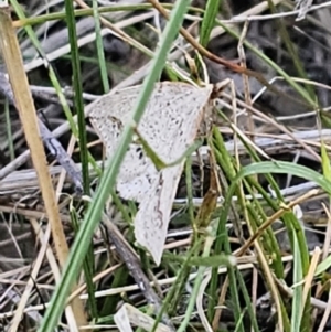 Taxeotis stereospila at Carwoola, NSW - 26 Oct 2023