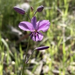 Arthropodium strictum (Chocolate Lily) at Chiltern, VIC - 10 Oct 2023 by AnneG1