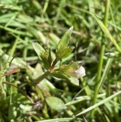 Gratiola pumilo (A Brooklime) at Bendoura, NSW - 25 Oct 2023 by JaneR