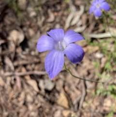 Wahlenbergia sp. (Bluebell) at Chiltern, VIC - 10 Oct 2023 by AnneG1