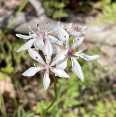 Burchardia umbellata (Milkmaids) at Chiltern, VIC - 10 Oct 2023 by AnneG1