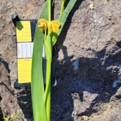 Iris pseudacorus at Fadden, ACT - 26 Oct 2023 05:06 PM