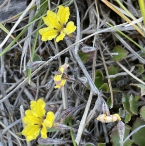 Goodenia hederacea subsp. hederacea at Bendoura, NSW - 25 Oct 2023