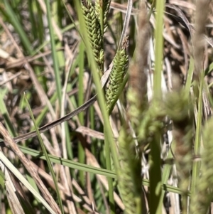 Carex gaudichaudiana at Bendoura, NSW - 25 Oct 2023 01:08 PM