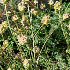 Sanguisorba minor at Majura, ACT - 26 Oct 2023 02:38 PM