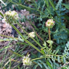 Sanguisorba minor at Majura, ACT - 26 Oct 2023 02:38 PM