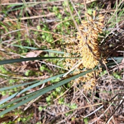 Lomandra multiflora (Many-flowered Matrush) at Mount Majura - 26 Oct 2023 by abread111