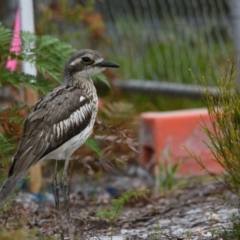 Burhinus grallarius (Bush Stone-curlew) at Brunswick Heads, NSW - 26 Oct 2023 by macmad
