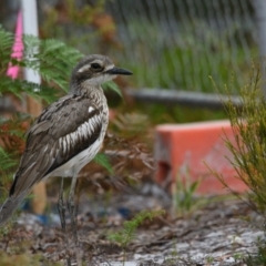 Burhinus grallarius (Bush Stone-curlew) at Brunswick Heads, NSW - 25 Oct 2023 by macmad