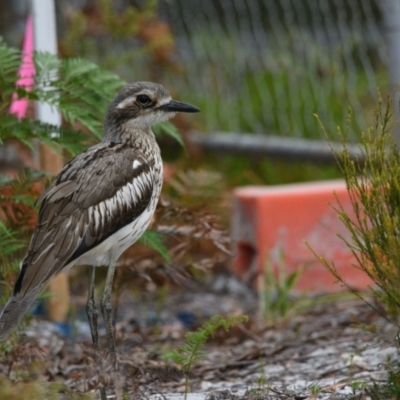 Burhinus grallarius (Bush Stone-curlew) at Brunswick Heads, NSW - 25 Oct 2023 by macmad