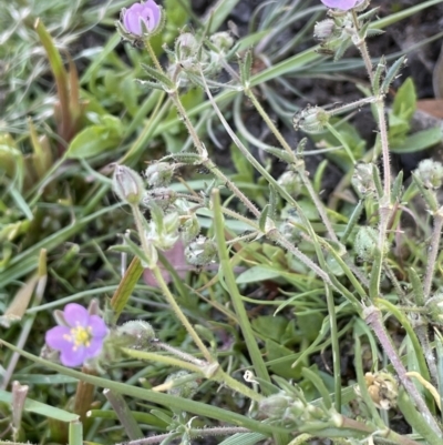 Spergularia rubra (Sandspurrey) at Bendoura, NSW - 25 Oct 2023 by JaneR