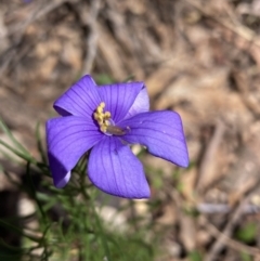 Cheiranthera linearis (Finger Flower) at Cornishtown, VIC - 25 Oct 2023 by AnneG1