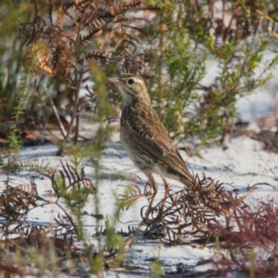 Anthus australis (Australian Pipit) at Brunswick Heads, NSW - 24 Oct 2023 by macmad