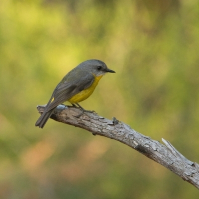 Eopsaltria australis (Eastern Yellow Robin) at Brunswick Heads, NSW - 24 Oct 2023 by macmad