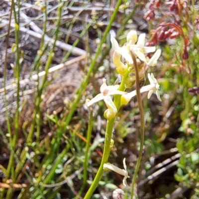 Stackhousia monogyna (Creamy Candles) at Majura, ACT - 26 Oct 2023 by abread111