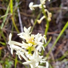 Stackhousia monogyna at Majura, ACT - 26 Oct 2023