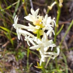 Stackhousia monogyna at Majura, ACT - 26 Oct 2023