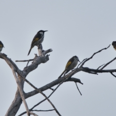 Phylidonyris niger (White-cheeked Honeyeater) at Brunswick Heads, NSW - 25 Oct 2023 by macmad