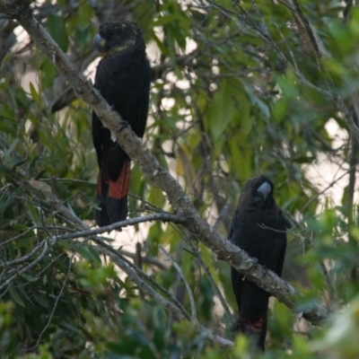 Calyptorhynchus lathami (Glossy Black-Cockatoo) at Brunswick Heads, NSW - 24 Oct 2023 by macmad
