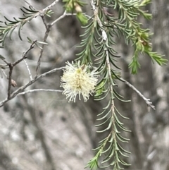 Melaleuca parvistaminea (Small-flowered Honey-myrtle) at Bendoura, NSW - 25 Oct 2023 by JaneR