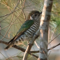 Chrysococcyx lucidus (Shining Bronze-Cuckoo) at Brunswick Heads, NSW - 24 Oct 2023 by macmad