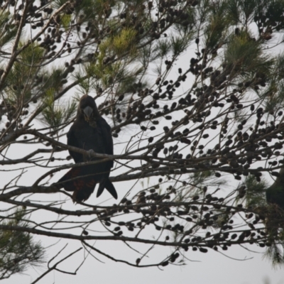 Calyptorhynchus lathami lathami (Glossy Black-Cockatoo) at Brunswick Heads, NSW - 23 Oct 2023 by macmad