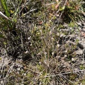 Eriocaulon scariosum at Bendoura, NSW - 25 Oct 2023 01:18 PM