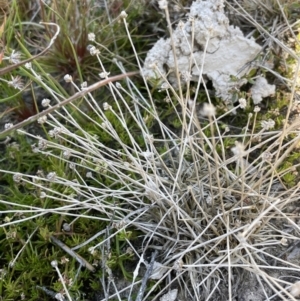 Eriocaulon scariosum at Bendoura, NSW - 25 Oct 2023